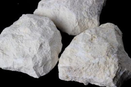 Batu Karang Kipas Putih